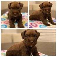 Chocolate and White Miniature Schnauzer Puppy