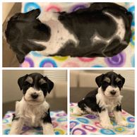 Parti Black White and Chocolate Miniature Schnauzer Puppy