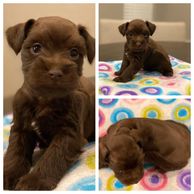 Chocolate and White Miniature Schnauzer Puppy