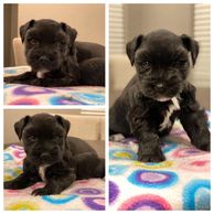 Black and White Miniature Schnauzer Puppy