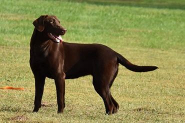 Chocolate Labrador for sale