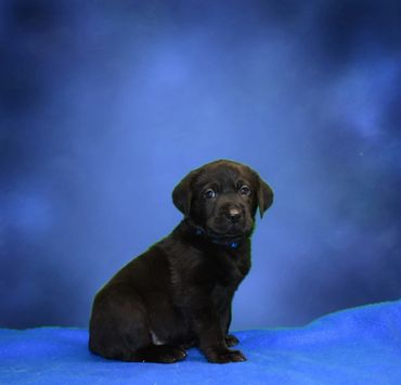 Black lab puppy for sale