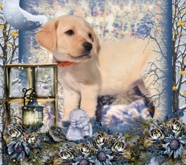 Yellow lab puppy saint louis
