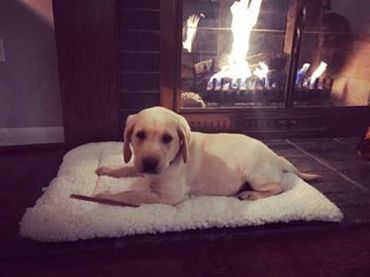 Yellow lab puppy chicago