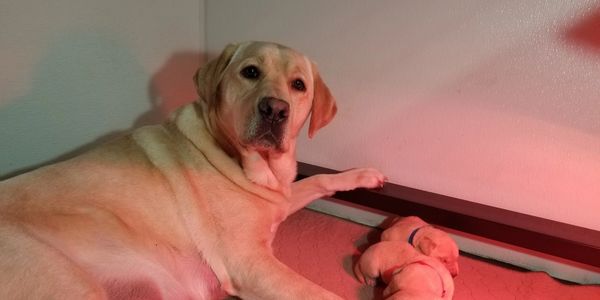 English Lab puppy for sale