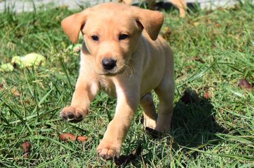 Fox red lab puppy for sale