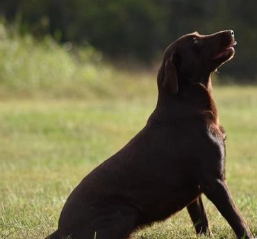 Chocolate lab puppy for sale