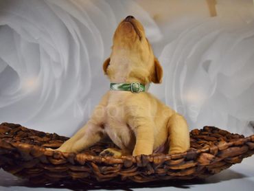 Yellow lab puppy for sale