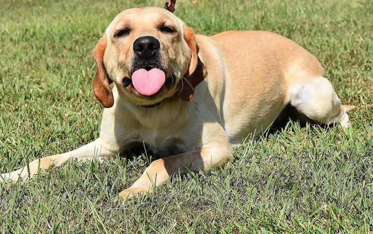 Lab puppy for adoption