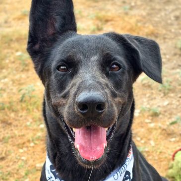 Happy black dog with one ear up and tongue out.