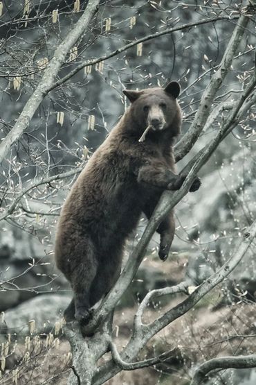 A bear spotted on a tour with Gankor Tours
