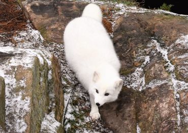 Artic fox canada wildlife winter snow cold travel experience tours activities things to do traveling