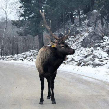 buck wildlife canada horns winter cold outdoors travel experience tours activities things to do 