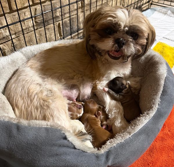 Mother dog nursing her newborn puppies in a cozy bed.