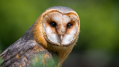 Enneagram Totem Animal Point 5