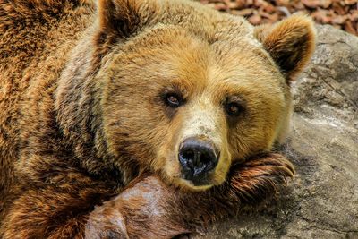 Enneagram Totem Animal Point 9