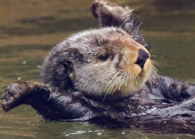 Enneagram Totem Animal Point 7