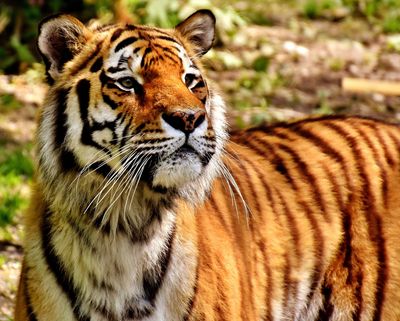 Enneagram Totem Animal Point 8