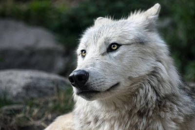 Enneagram Totem Animal Point 6