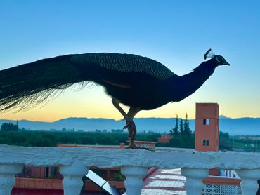 Calm and safe space to meditate in Marrakech Koom Retreat Center