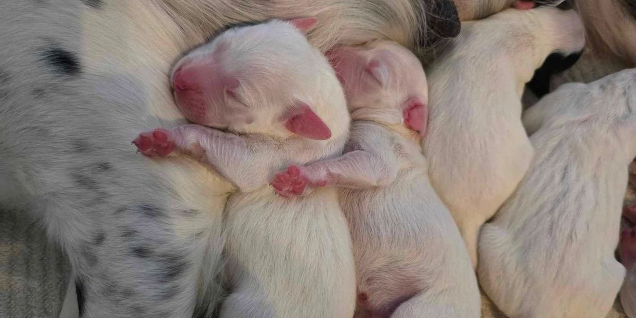 Newborn puppies sleeping closely together.