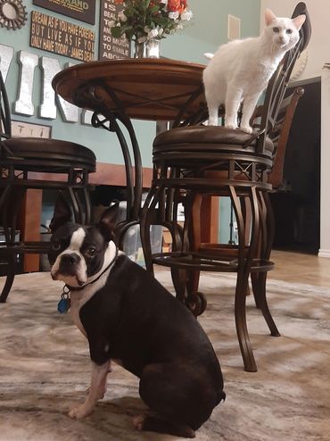Macks the dog and Pearl the cat posing for a treat, dog on floor and cat on a chair
