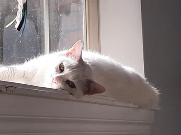 Miss Pearl the white kitty sunbathing in a window