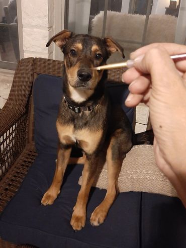 Photo of Ponch the pup but it looks like the dog is being painted as a hand and paintbrush are shown