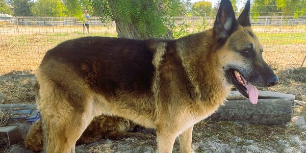 German Shepherd dog standing outdoors with tongue out.
