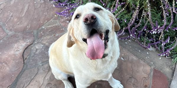 Happy white dog with tongue out sitting on stone path.