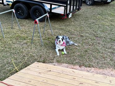 Sweetie the Shop Dog.