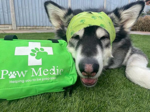 Dog with a green bandage next to a bright green Paw Medic kit on grass.