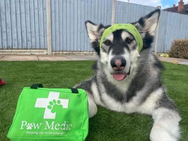 A dog with a green headband next to a green Paw Medic first aid kit on grass.