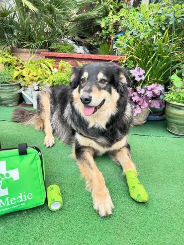 A happy dog with green paw-print bandages on its paws in a garden.