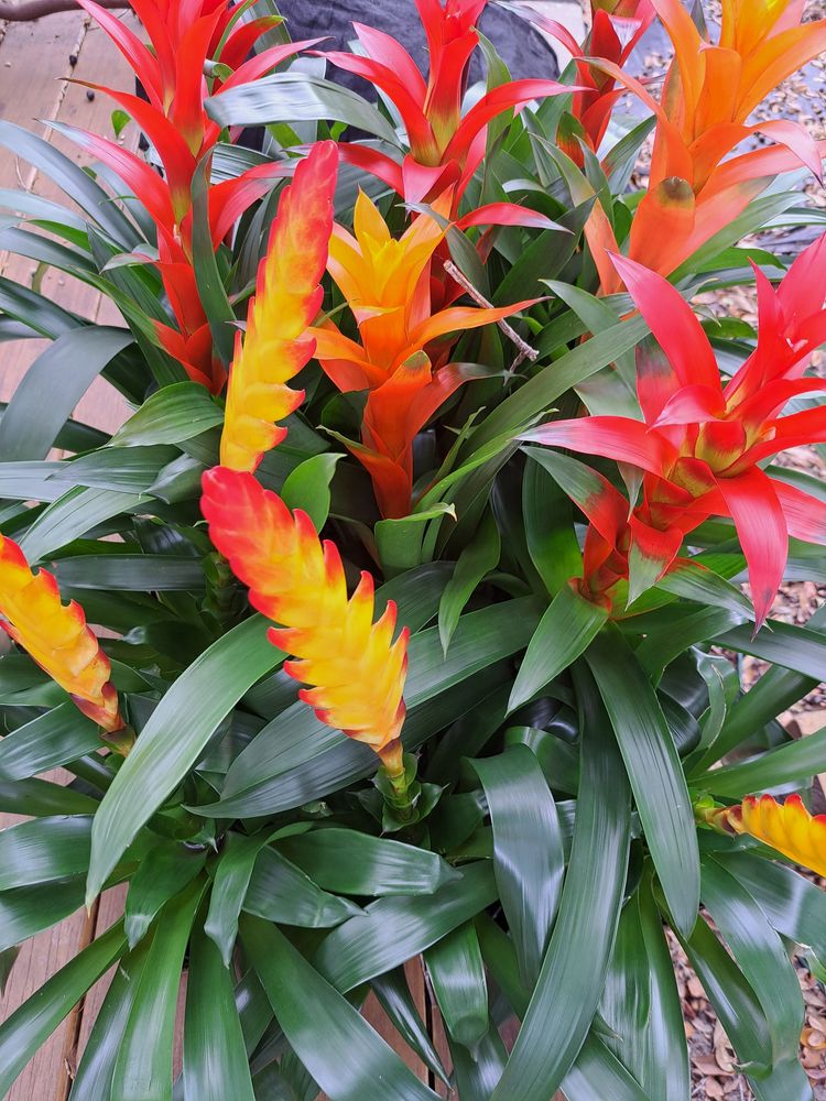 Bromeliads show their red and yellow foliage