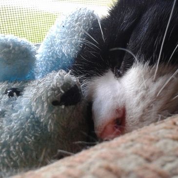 Han Solo, special needs kitty, sleeping with his Christmas teddy.