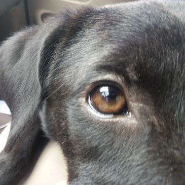 Bounce has beautiful eyes!