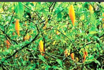 Ibogaine Treatment