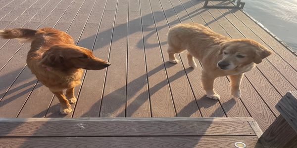 Two dogs standing on a wooden dock by the water in sunlight.