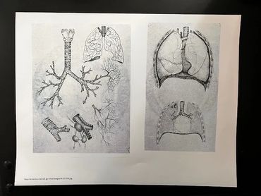 Drawings of the anatomy of the lungs from the early 20th century.