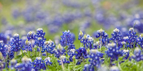 flower mound, texas