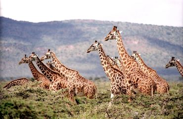 Go to a giraffe sanctuary on this African tour with At Your Beck And Call