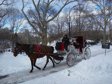 Horse drawn carriage ride in New York City on our tour with At Your Beck And Call