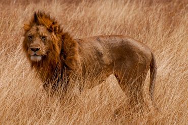 Lions are in the big 5 on this African tour. Will you get to see one with At Your Beck And Call?