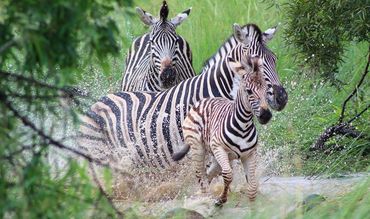 Will you see a Zebra on the 12 game drives of this African tour with At Your Beck And Call?