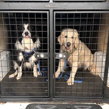 Two dogs inside a metal cage.