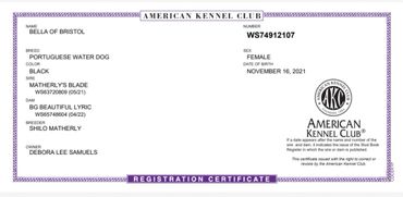 AKC Certificate