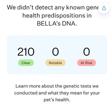 Confirm no known genetic diseases of Bella Portuguese Water Dog