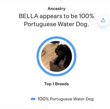 Genetic Cinfirmation Bella as Portuguese Water Dog