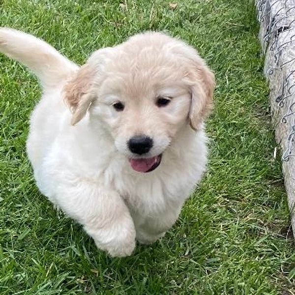 Fluffy golden retriever puppy joyfully running on the grass.